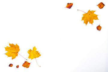 Autumn border made of  fall leaves on white background. Flat lay, top view. Copy space for seasonal promotions and discounts.