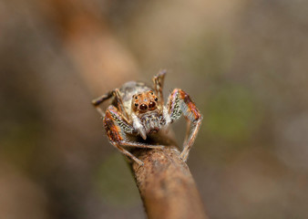 Jumping Spider, Karnala, Maharashtra, India
