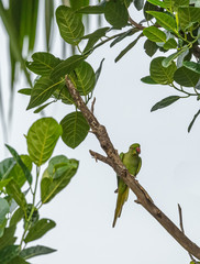 alexander parrot on the branch
