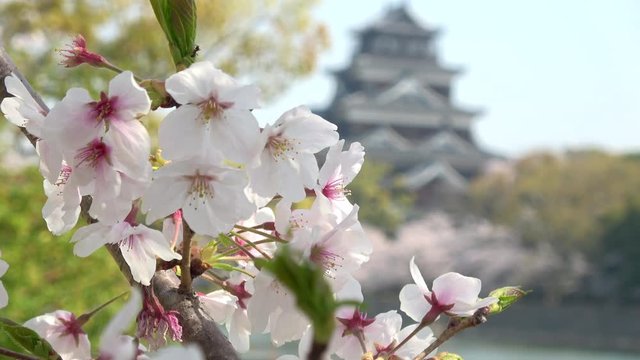 広島城付近の桜風景 4K. Sakura, Yoshino cherry blossoms with Hiroshima castle in the blurred background, Japan.