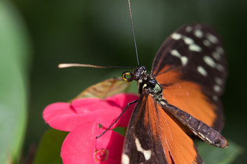 butterfly on a flower