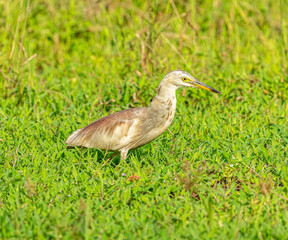 Naklejka premium brown egret in grass