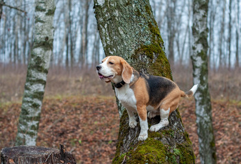 dog breed Beagle funny sitting on a stump in the autumn Park