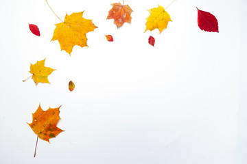 Autumn border made of  fall leaves on white background. Flat lay, top view. Copy space for seasonal promotions and discounts.