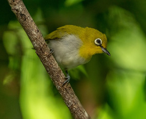 small yellow bird on a branch