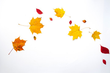 Autumn border made of  fall leaves on white background. Flat lay, top view. Copy space for seasonal promotions and discounts.