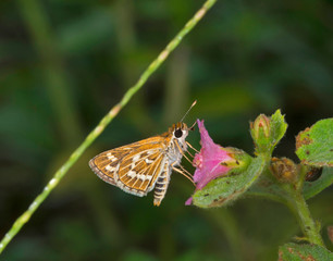 Common Grass Dart, Taractrocera maevius, Butterfly, Garo Hills, Meghalaya, India