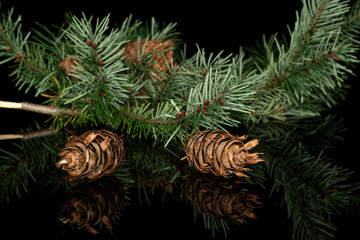 Lot of whole christmas green branch spruce isolated on black glass