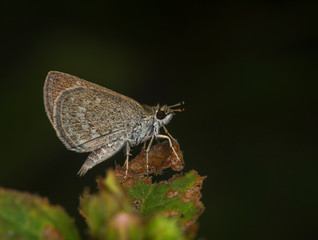 Pygmy Scrub Hopper, Aeromachus pygmaeus, Butterfly, Garo Hills, Meghalaya, India