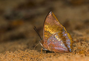 Tawny Rajah, Charaxes bernardus, Garo Hills, Meghalaya, India