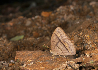 Mycallesis Sp, Butterfly, , Garo Hills, Meghalaya, India