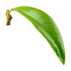 Peach leaf isolate. Peach leaf on white background. Full depth of field. With clipping path.