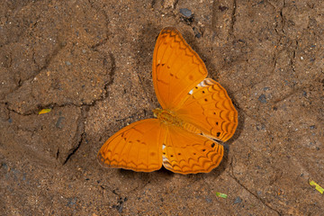 Common Yeoman, Cirrochroa tyche, Butterfly, Garo Hills, Meghalaya, India