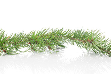 One whole christmas green branch spruce isolated on white background