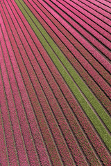 Aerial view of the tulip fields in North Holland , The Netherlands