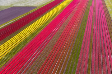  Aerial view of the tulip fields in North Holland , The Netherlands © Peter Adams