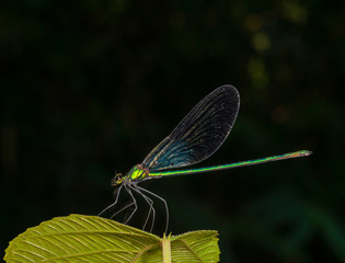 Matrona Nigripectus, Damselfly, , Garo Hills, Meghalaya, India