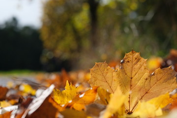 Herbstlaub am Wegrand