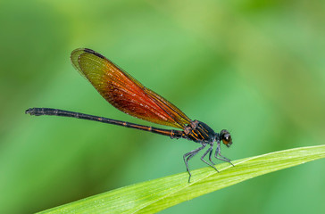 Euphaea Ochracea, Damselfly, Garo Hills, Meghalaya, India