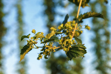 Hops in a green summer field