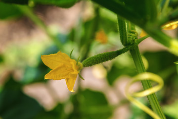 Fresh fruits of cucumber with flowering in the garden