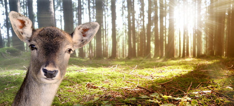 Reh im sonnendurchfluteten Wald