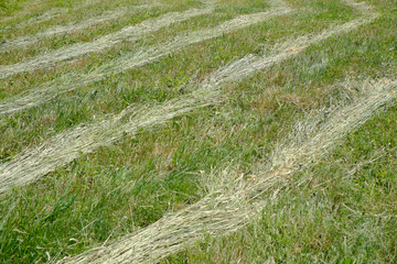Hay on a meadow after mowing on a sunny day. Meadow grass with a stripped pattern cut.