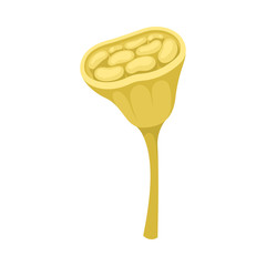 Waterlily Pistil with Stamen Scaled Flower Part Vector Illustration