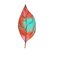 Isolated watercolor leaf.