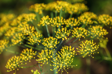 Obraz premium Flowering dill on a green background
