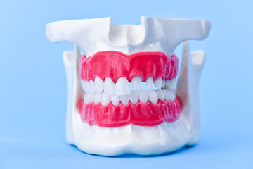 Human jaw with teeth and gums anatomy model