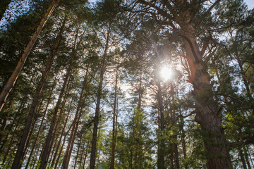 Fototapeta premium the sun shines through the deciduous forest