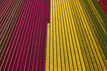 Aerial view of the tulip fields in North Holland , The Netherlands