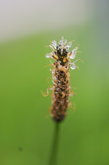 raindrops on wheat 