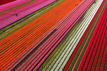 Deurstickers Rood Luchtfoto van de tulpenvelden in Noord-Holland, Nederland