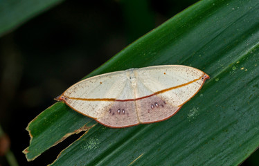 Auzeinae, family Uraniidae, Moth, Garo Hills, Meghalaya, India