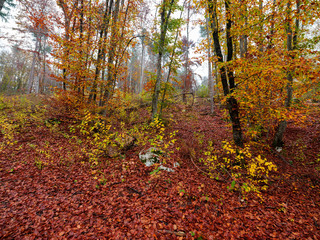 Foliage in autumn - Walk in the mountains