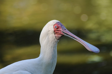 White Spoonbill bird