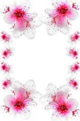 cherry blossom for card or postcard letter background