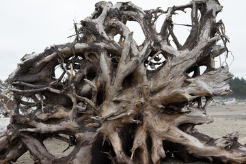 Roots of a giant tree; driftwood in La Push first beach, Washington state, USA.