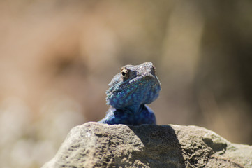 Lizard sunbathing 
