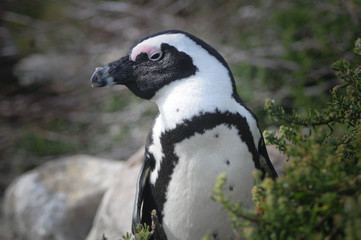 Obraz premium Penguin