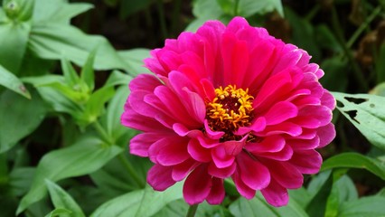 Obraz premium Close up of purple Zinnia elegans flower in the field. Zinnia elegans is one of the best known zinnias, the garden zinnia was bred via hybridisation from the wild form.