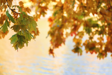 Naklejka na ściany i meble Water, grass, autumn leaves on a clear sunny day