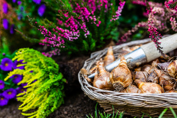 Bulbs of flowers ready for autumn planting.