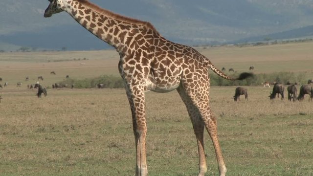  A giraffe does not take time to stand from a sitting possition