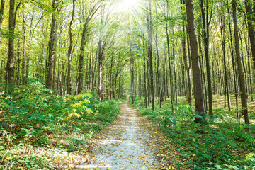 Autumn green forest on a clear sunny day