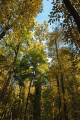 Fototapeta na wymiar Autumn green forest on a clear sunny day
