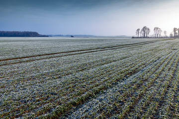 Little frost on wheat field in cold morning.