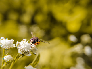 bee on leaf
